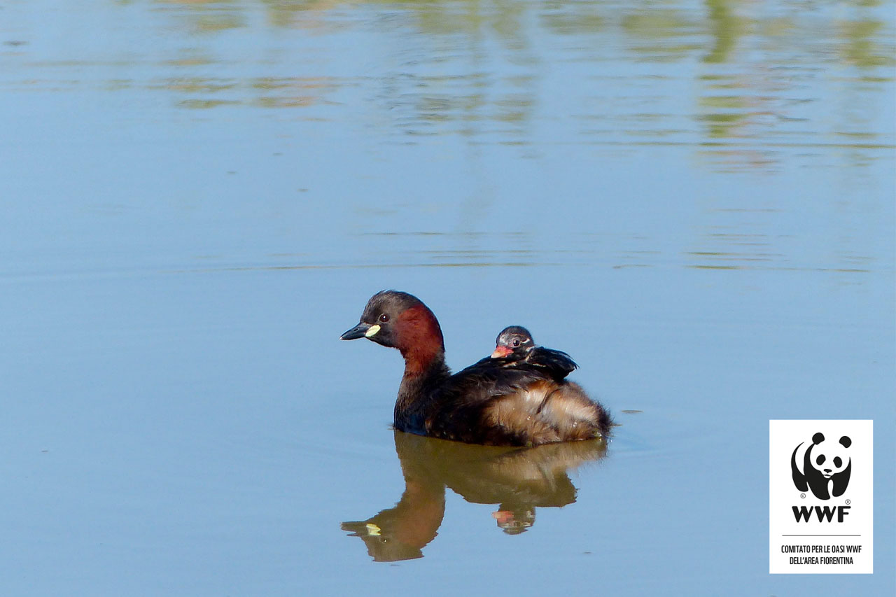 tachybaptus-ruficollis-log