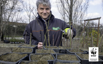Giornata di Volontariato “SUPERBOTANICA 2”. Patrizio prepara le talee di rosa selvatica.