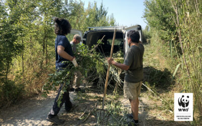 Evento nazionale WWF “Urban Nature” 2024. A lavoro lungo i sentieri dell’Oasi.